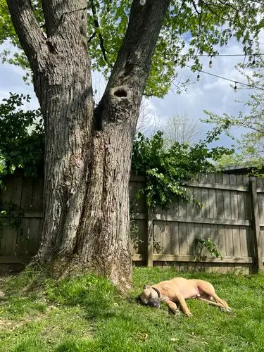 Sunshine, shade, and sweet dreams.